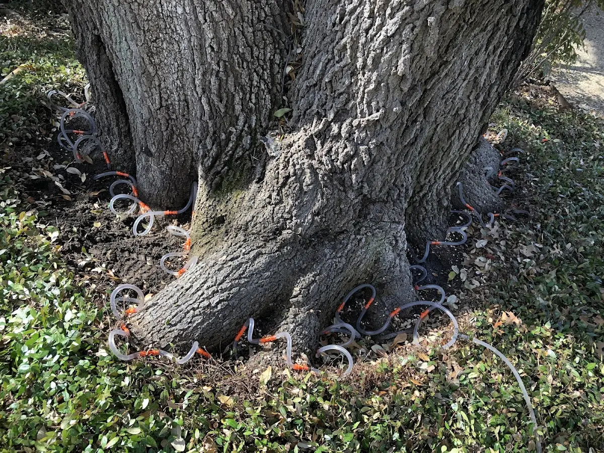 Detailed Tree Cabling and Bracing job site in Westbrookville