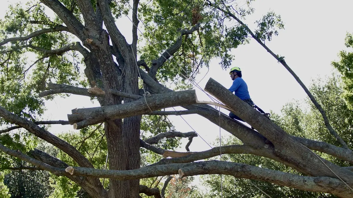 Professional Crown Thinning performed by certified arborists in Westbrookville