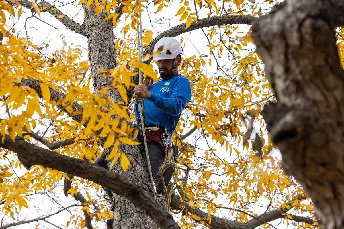 Skilled Tree Pruning crew working in Westbrookville